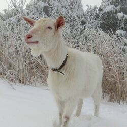 鹿好家の仲間たち